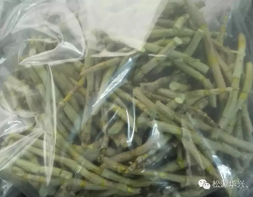 浅谈真空冻干技术在铁皮石斛干燥加工中的应用