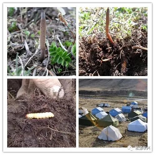 虫草冻干机