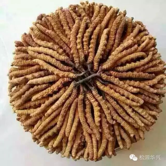 虫草冻干机
