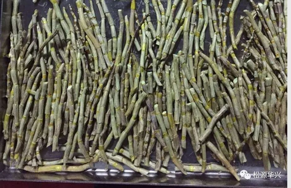 冷冻干燥铁皮石斛