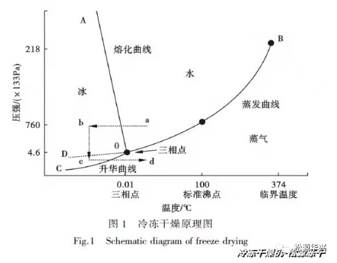 真空冷冻干燥机工作原理